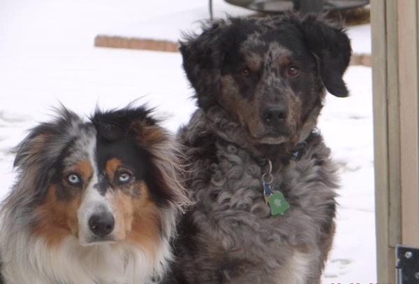 /images/uploads/griffin pond animal shelter/loveyourpet2018/entries/6586thumb.jpg